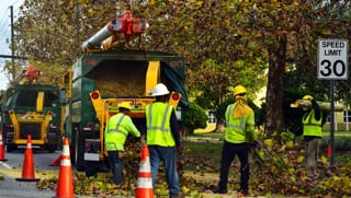 SEO Services for Tree Care Companies