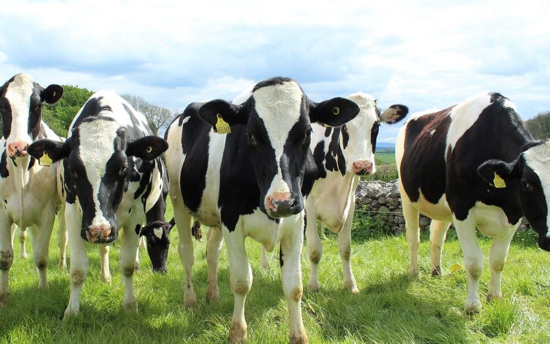 5 Digital Marketing Strategies for Dairy Farms