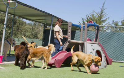 SEO Keywords for Kennels