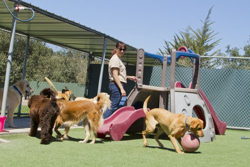 SEO Keywords for Kennels