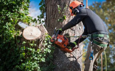 SEO Keywords for Tree Removal Companies