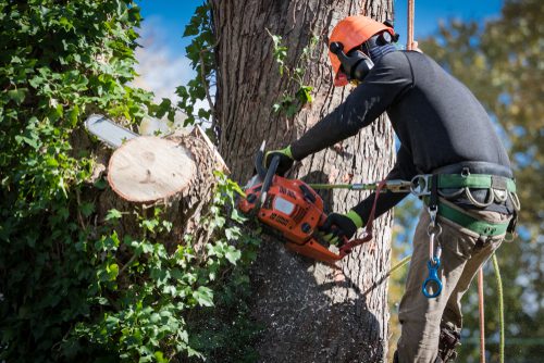 seo-keywords-for-tree-removal-companies-marketkeep