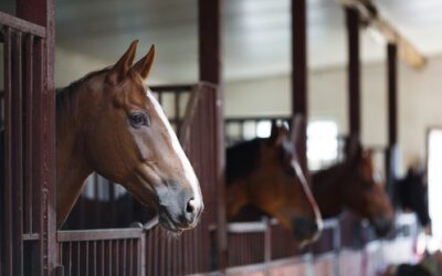 SEO Keywords for Horse Boarding Stables